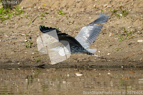 Image of Grey heron flying