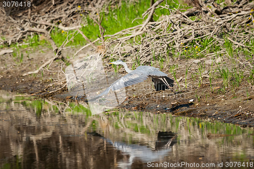 Image of Grey heron flying above river