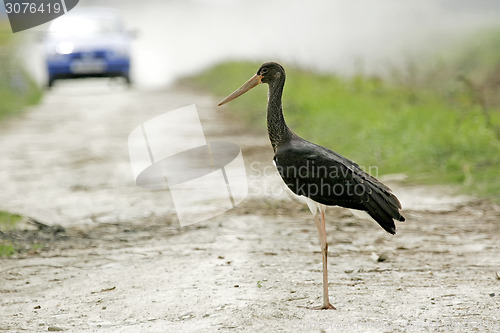 Image of Black stork standing on road