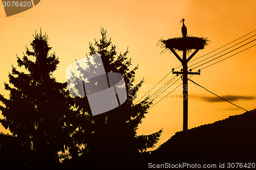 Image of Stork standing in nest at sunset