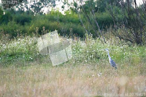 Image of Grey heron standing on meadow