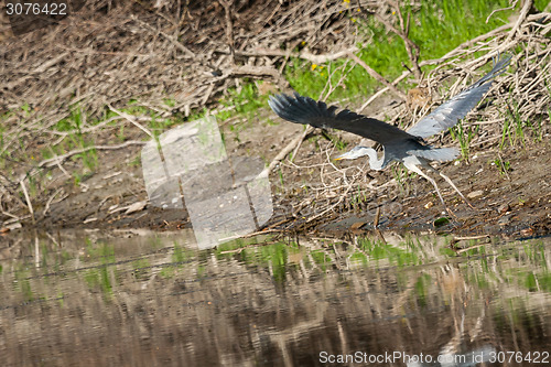 Image of Heron flying above river