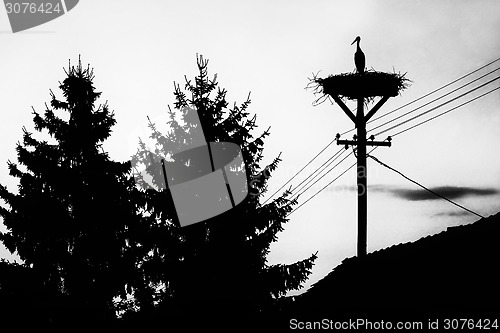 Image of Stork standing in nest bw