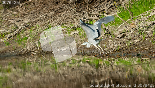 Image of Grey heron flying above water
