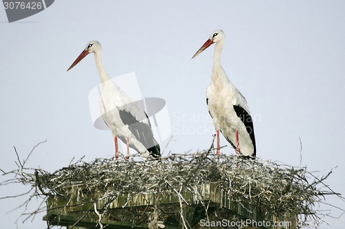 Image of Two white storks in nest