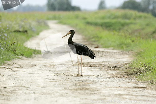 Image of Black stork standing in pathway