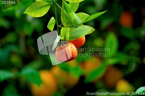 Image of orange