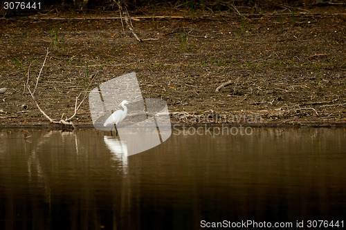 Image of White egret in water