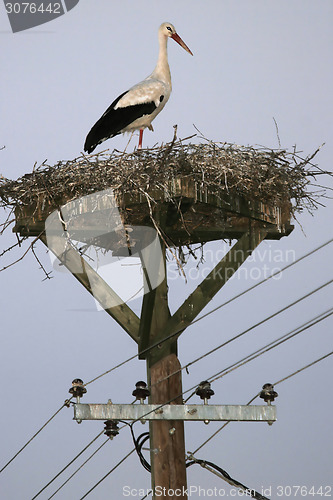 Image of White stork in nest 