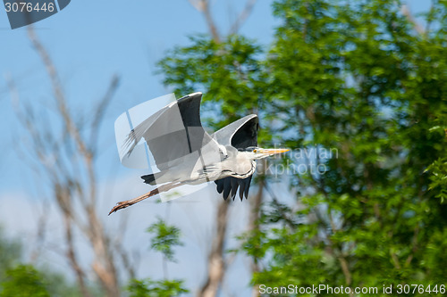 Image of Heron flying in forest