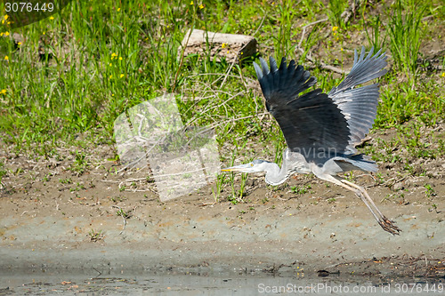 Image of Grey heron flying in nature