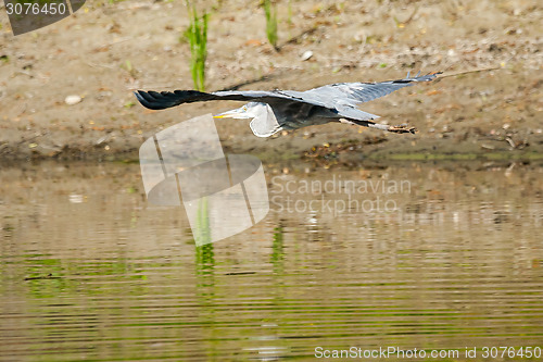 Image of Heron flying above water