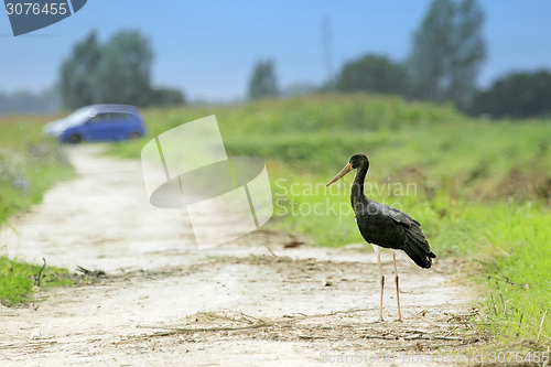 Image of Black stork standing on field path