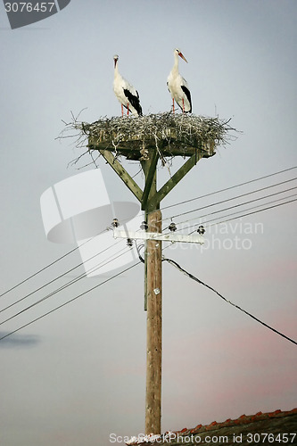 Image of Storks in nest on electric pole
