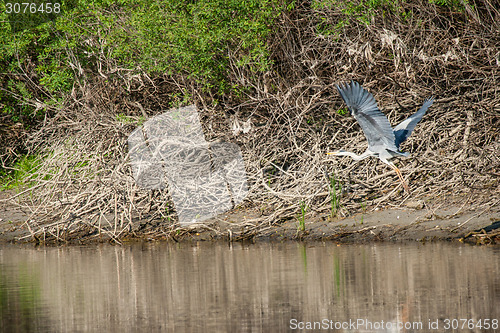 Image of Grey heron above river