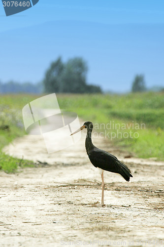 Image of Black stork standing in road