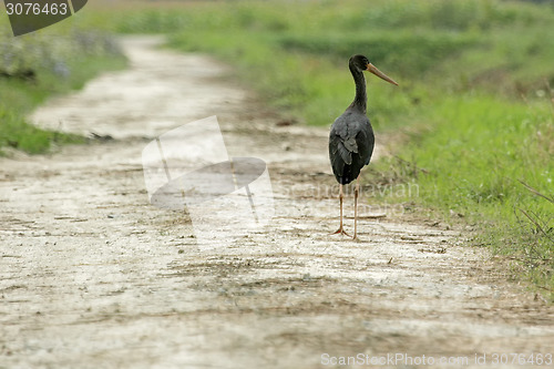 Image of Black stork on field path