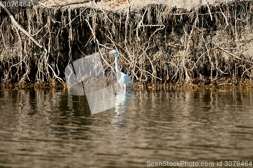 Image of White heron in water