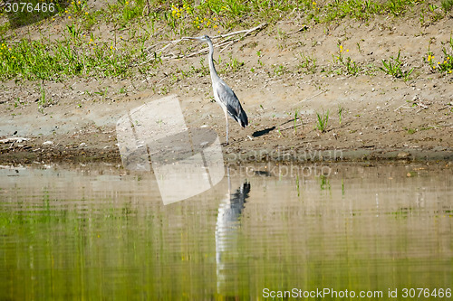 Image of Heron standing on shore