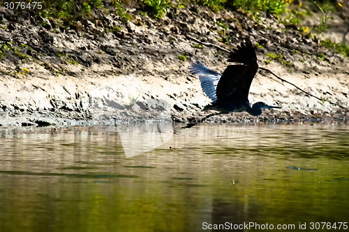 Image of Side view of grey heron flying