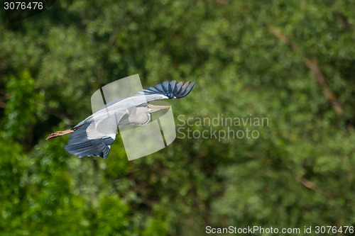 Image of Grey heron flying in forest