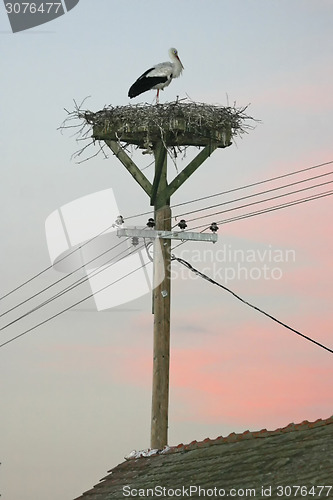 Image of Stork in nest on electric pole