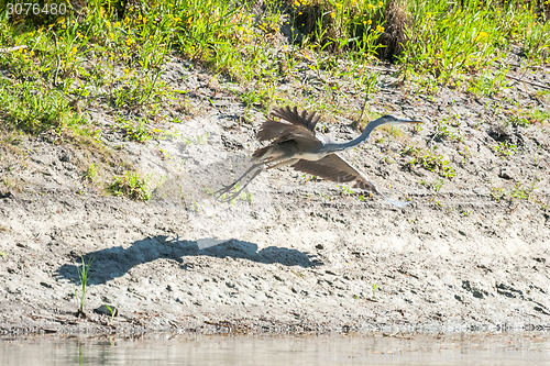 Image of Heron taking off