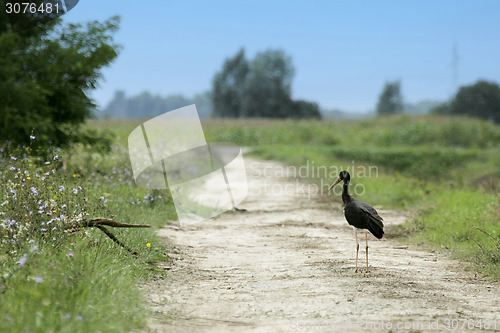 Image of Black stork in countryside