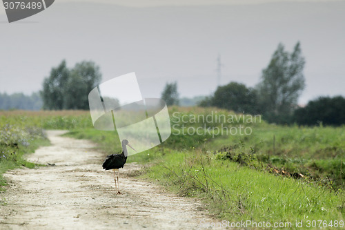 Image of Black stork