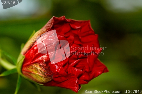 Image of flower