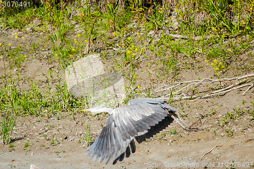 Image of Grey heron