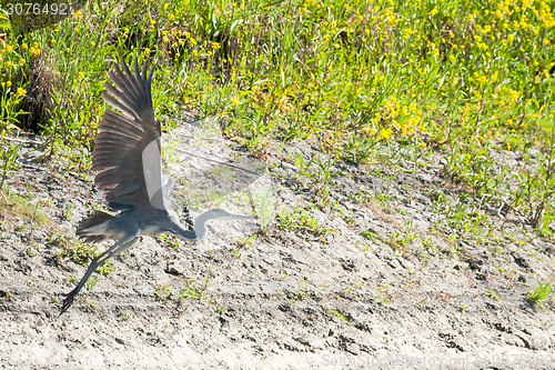 Image of Heron flying above ground