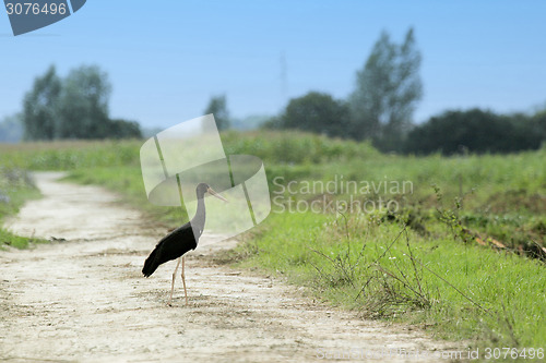 Image of Black stork in nature