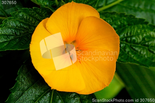 Image of flower