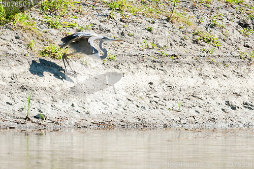 Image of Grey heron taking off