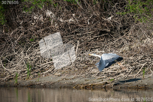Image of Heron above river