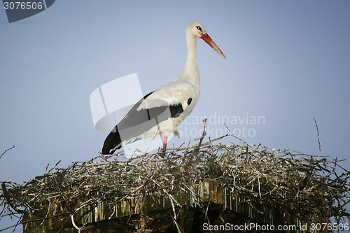 Image of White stork standing in nest