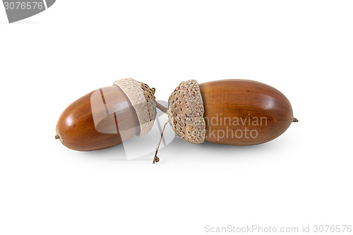 Image of Two acorns