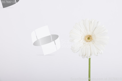 Image of Beautiful white daisy on white