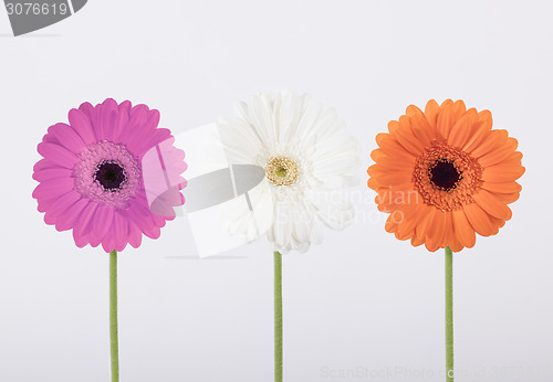 Image of Beautiful Gerber daisies in studio