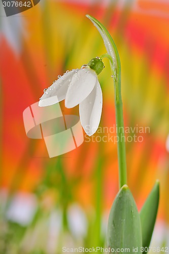 Image of snowdrops 