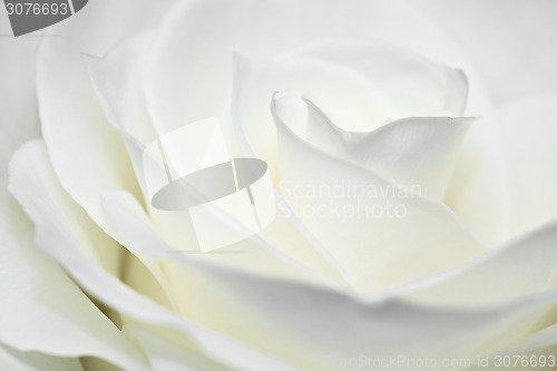 Image of Nice white rose macro 