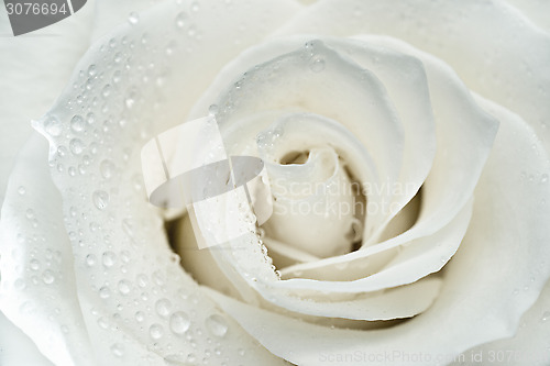 Image of White rose macro photo