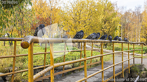 Image of Pigeons on railing of the bridge in autumn