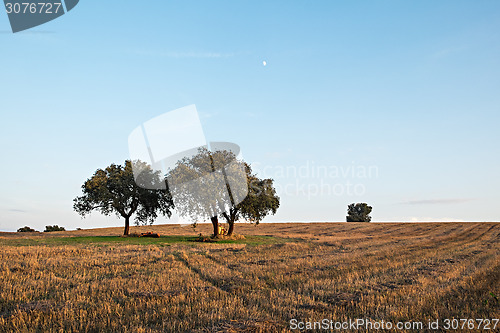 Image of Farm Field