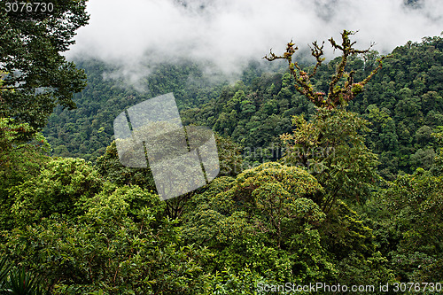 Image of Rain Forest