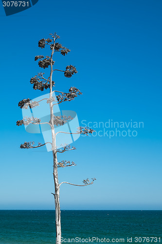 Image of Tree against Blue Sky