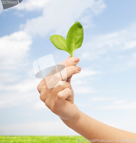 Image of close up of woman hand with green sprout