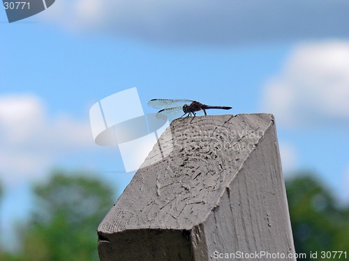 Image of Dragonfly 1