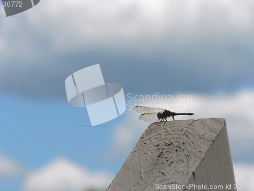 Image of Dragonfly 2